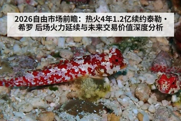 2026自由市场前瞻：热火4年1.2亿续约泰勒·希罗 后场火力延续与未来交易价值深度分析